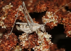 Brachyinsara hemiptera