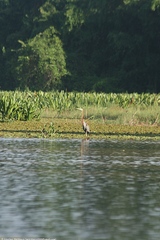 Ardea purpurea manilensis