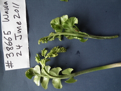 Botrychium neolunaria