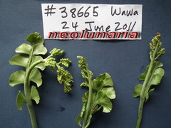 Botrychium neolunaria