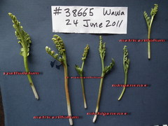 Botrychium spathulatum