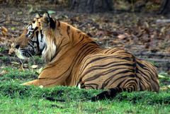 Panthera tigris tigris