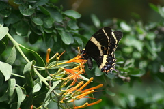 Papilio garamas