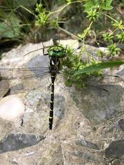 Cordulegaster erronea