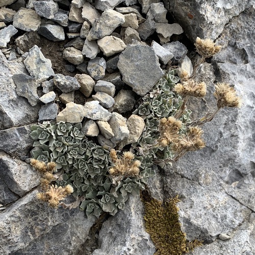 Rosy Pussytoes foliage