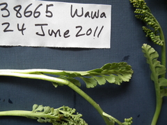 Botrychium minganense