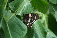 Papilio garamas