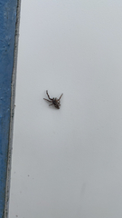 Platycryptus undatus