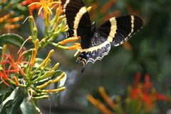 Papilio garamas