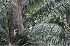 Berenicornis comatus