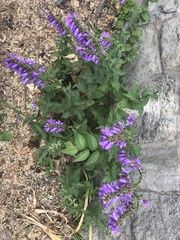 Campanula rapunculoides