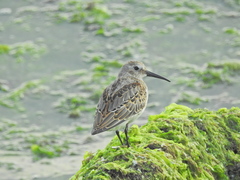 Calidris alpina