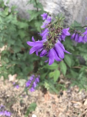 Campanula rapunculoides