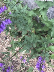 Campanula rapunculoides