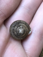 Vespericola marinensis