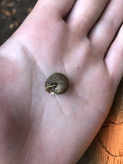 Vespericola marinensis