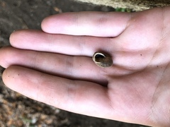 Vespericola marinensis