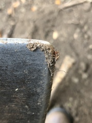 Mexigonus morosus