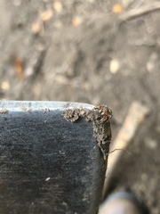 Mexigonus morosus