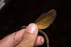 Paraphasma sooretama