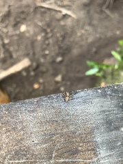 Mexigonus morosus