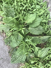 Plantago major