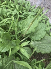 Plantago major