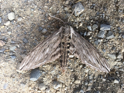 Canadian Sphinx photo 2