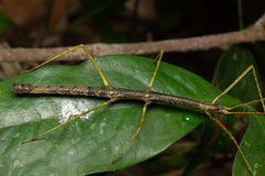 Exocnophila