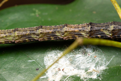 Exocnophila