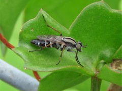 Ozodiceromyia notata