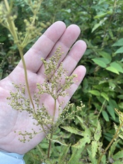 Filipendula