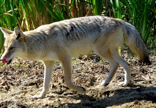 Coyote photographed in North Dakota
