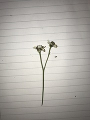 Achillea millefolium