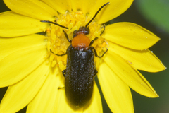 Nemognatha nemorensis