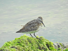 Calidris alpina