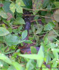 Pantherophis obsoletus