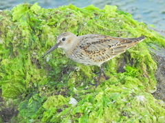 Calidris alpina