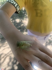 Neotibicen