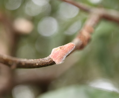 Callirhytis quercusventricosa