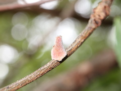 Callirhytis quercusventricosa