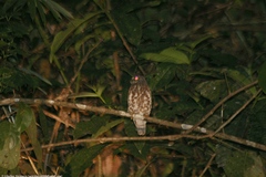 Ninox scutulata borneensis