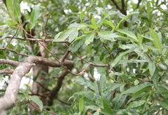 Callirhytis quercusventricosa