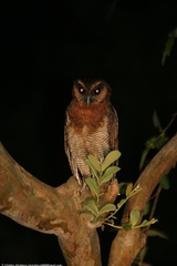 Strix leptogrammica