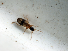 Dromiusina