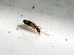 Dromiusina