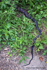 Pantherophis obsoletus