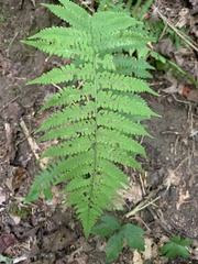 Deparia acrostichoides