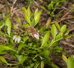 Vaccinium tenellum