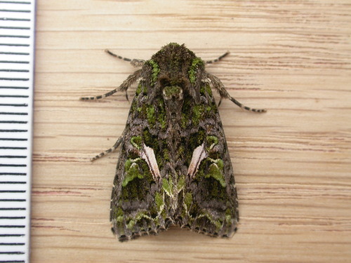Orache Moth